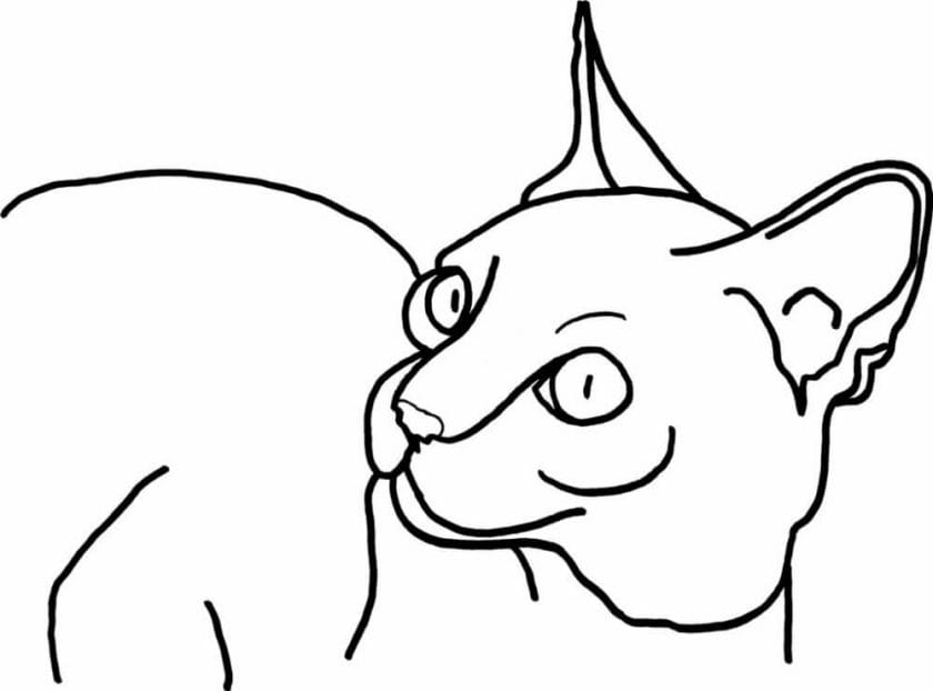 How to Draw a Mountain Lion