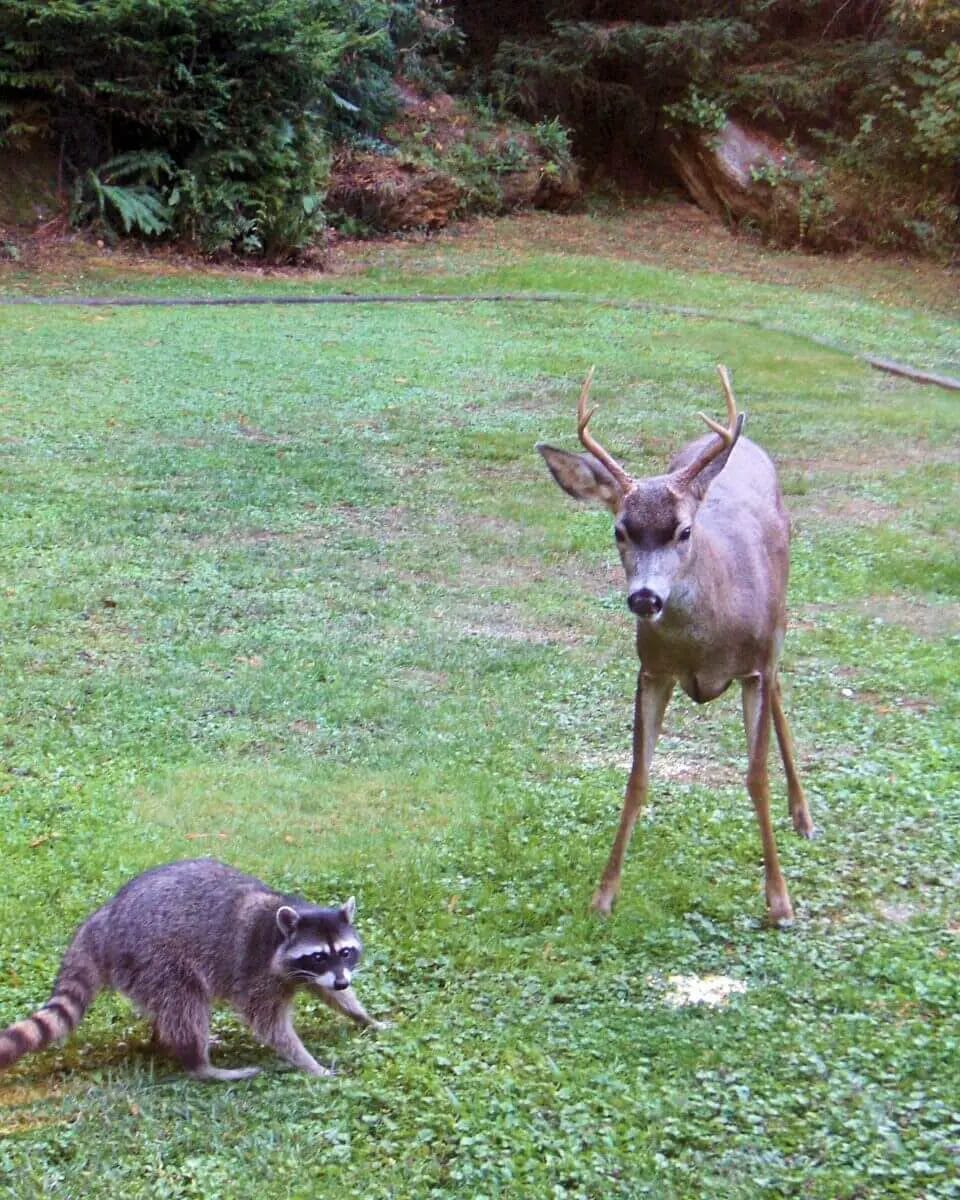 How to Feed Deer and Not Raccoon