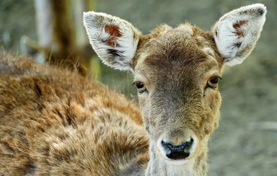 How to Get Deer Hair Off Meat