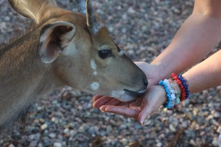 How to Get Wild Deer to Eat from Your Hand