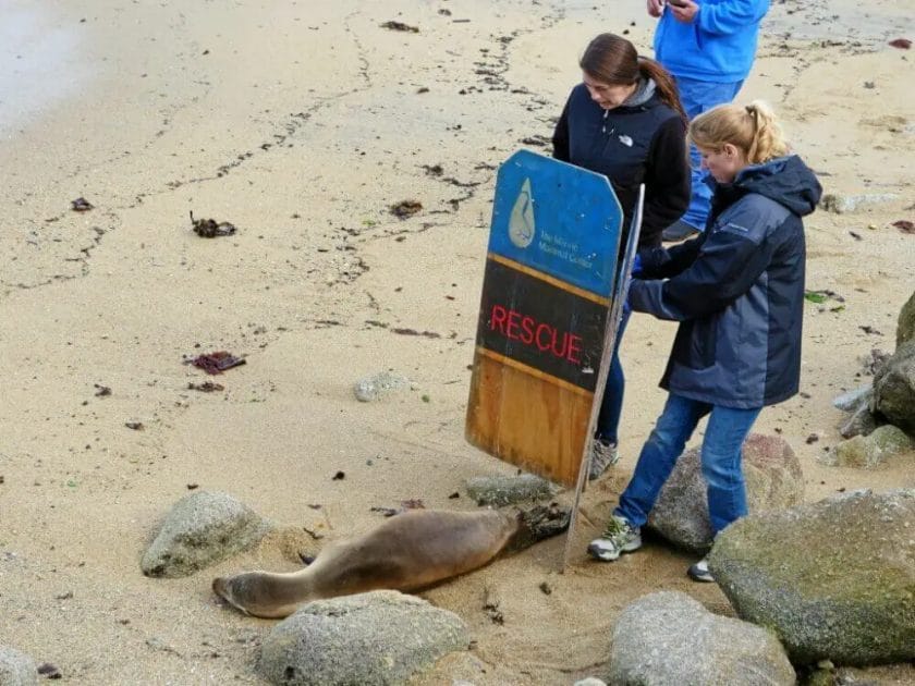 How to Help Sea Lions?