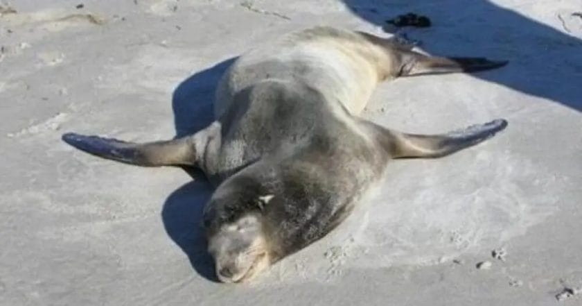 How to Help Sea Lions?
