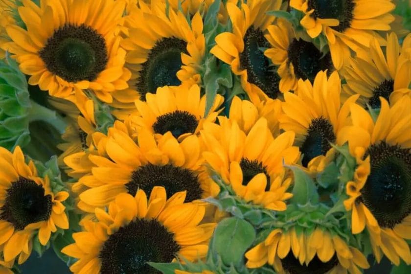 How to Keep Deer Away from Sunflowers plants