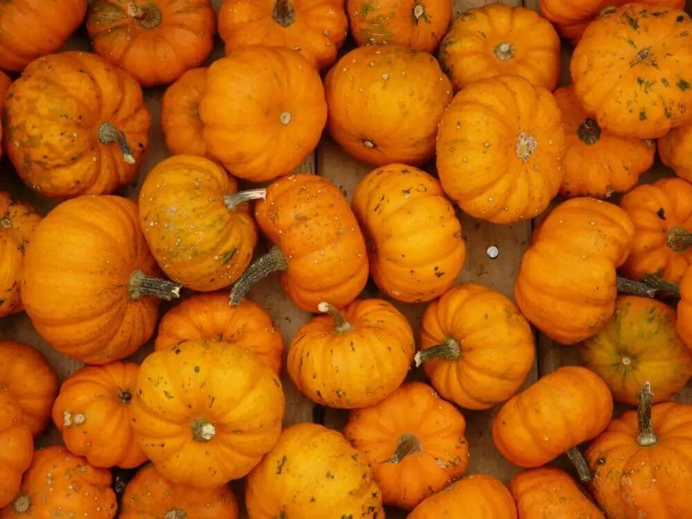 How To Keep Deer From Eating Pumpkins How To Keep Deer From Eating Pumpkins
