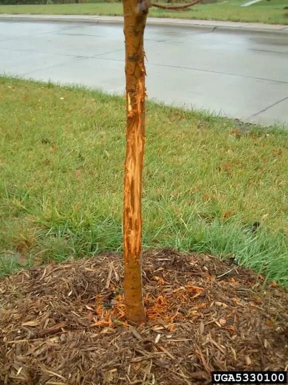 How to Keep Deer From Rubbing Trees? • Support Wild