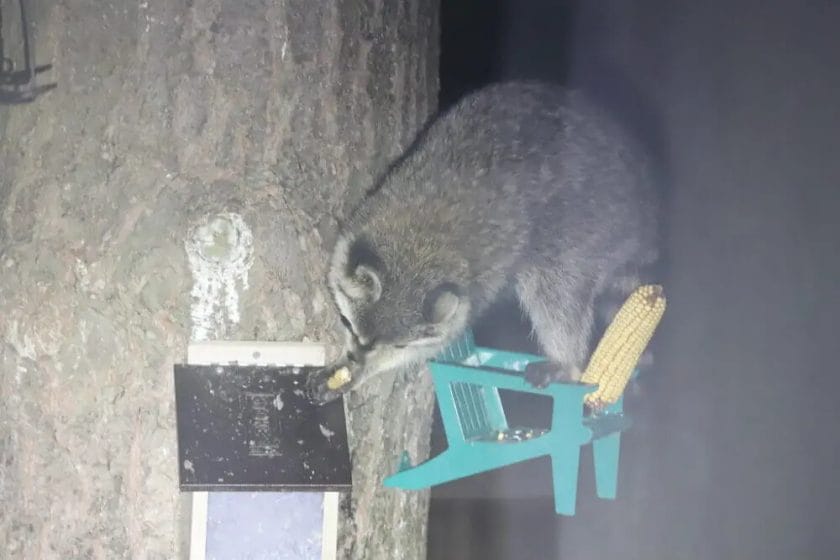 How to Keep Raccoons from eating Deer Corn