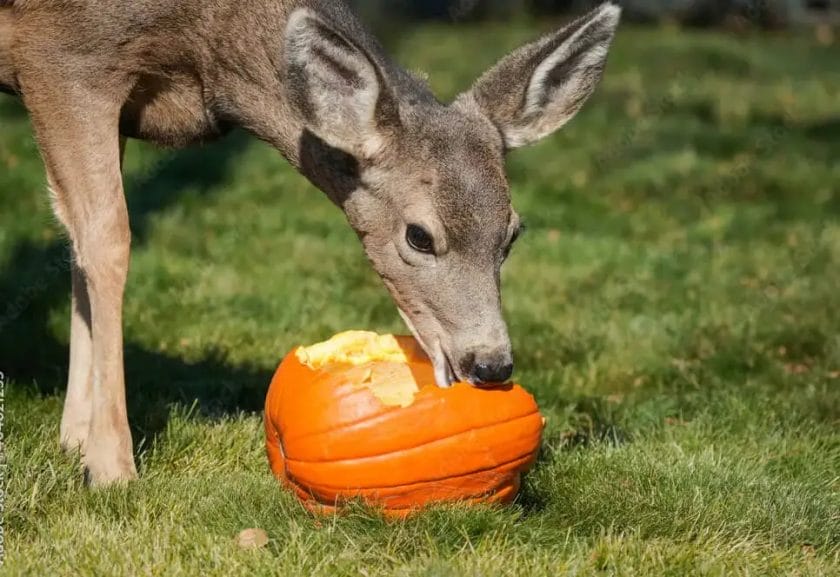 How to Keep a Deer From Eating Pumpkins