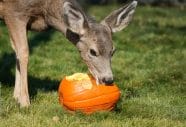 How To Keep Deer From Eating Pumpkins Support Wild