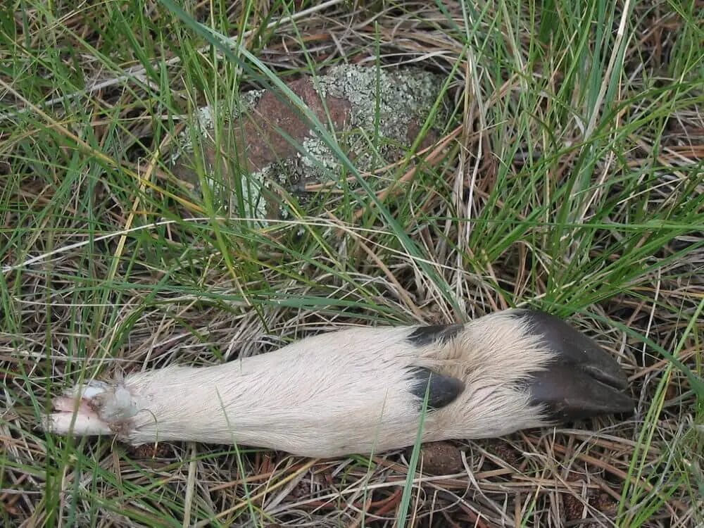 How to Preserve a Deer Hoof? • Support Wild