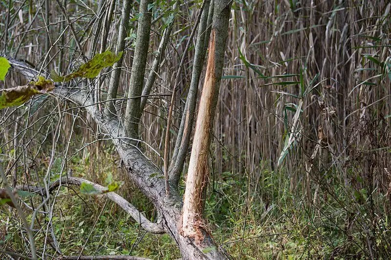 How to Protect Trees from Deer Rub? • Support Wild