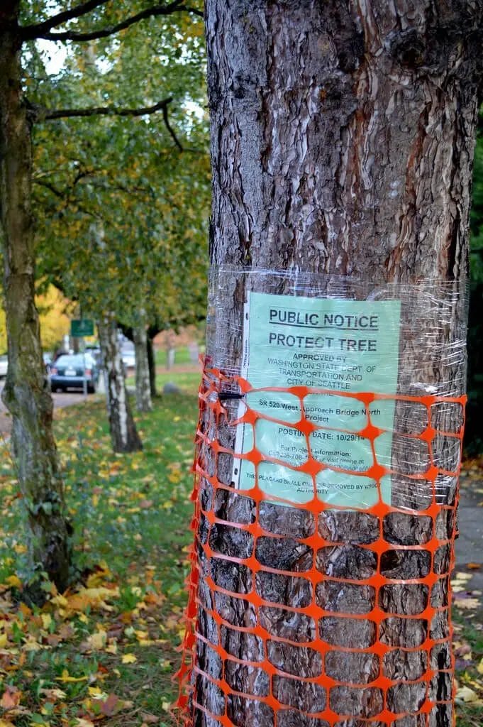 How to Protect a Tree from Deer Rub