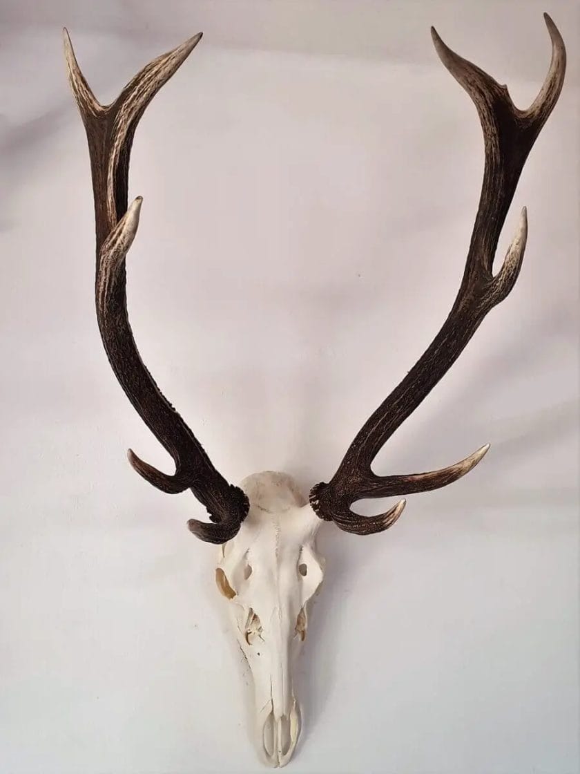 How to Remove Deer Antler Without Skull