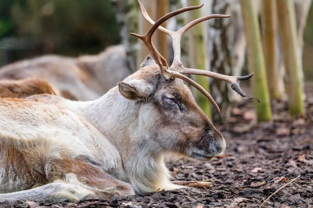 How to Remove Silver Skin from Deer Meat? • Support Wild