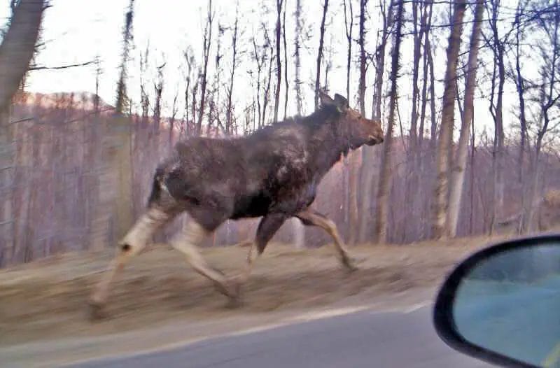 How to Tell If You Missed a Deer on the road