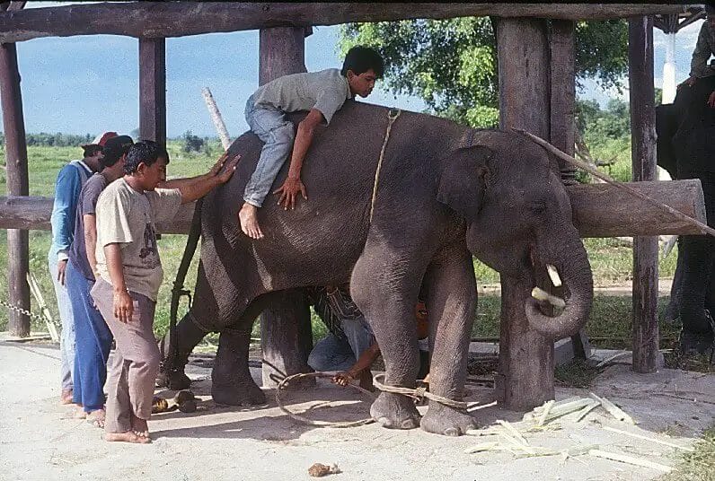 How to Train an Elephant