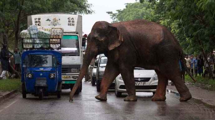 How to Transport Elephants