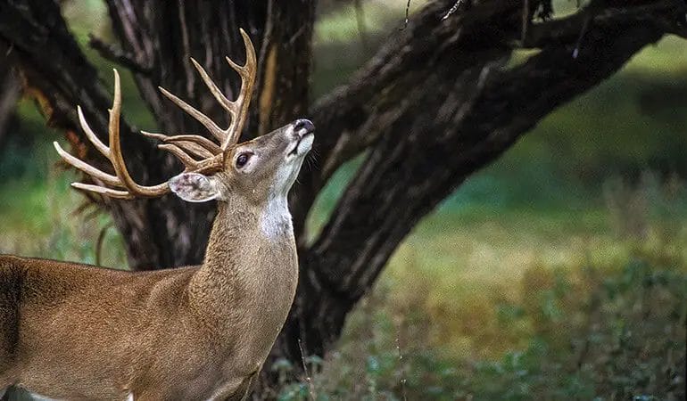 How to Use Deer Scent Dripper
