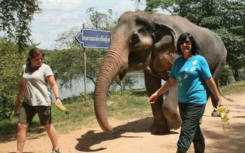 How to Volunteer at an Elephant Sanctuary?