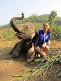 How to Volunteer at an Elephant Sanctuary?