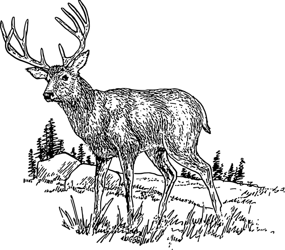 How to Draw Mule Deer? • Support Wild