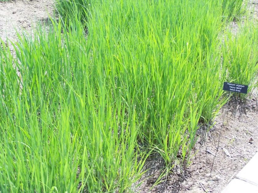How to plant Switchgrass for deer