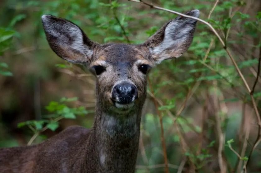 How wide are Deer Ears
