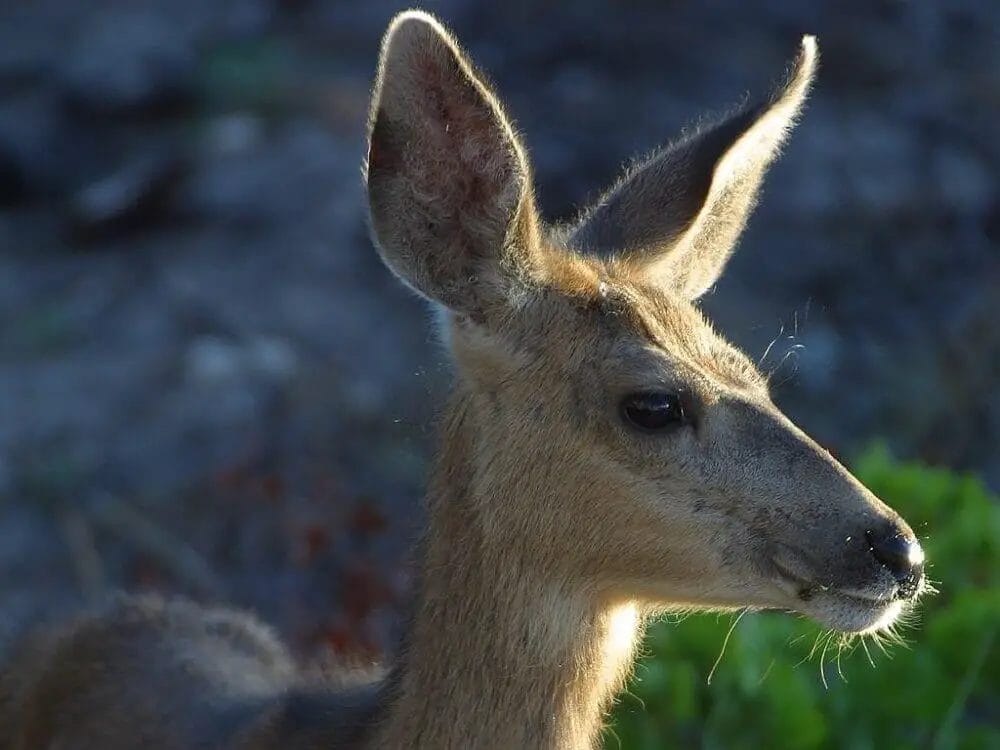 How wide is Deer Ear