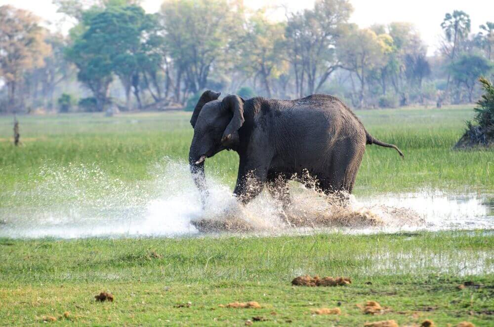 Human Outrun An Elephant