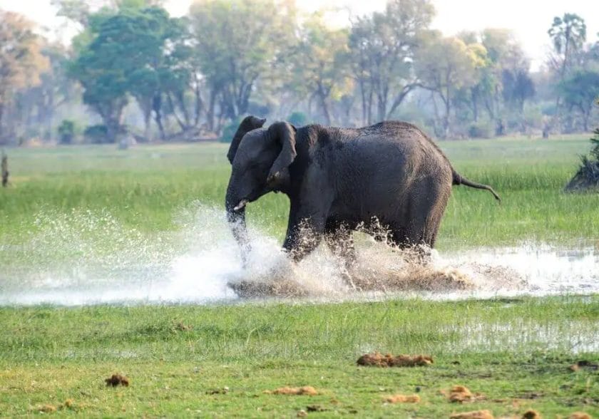 Human Outrun An Elephant
