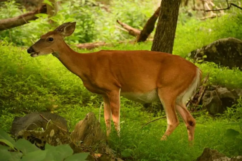 Is Deer a Ruminant animal