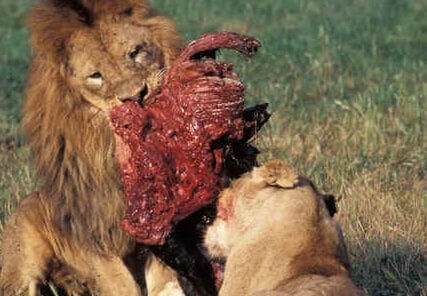 Is Lion Carnivore