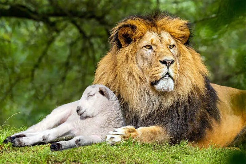 Is Lion For Lambs a True Story?