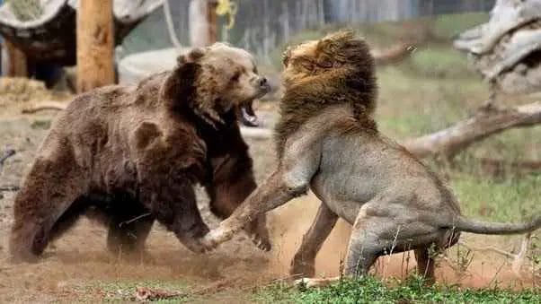 Lion or Bear: Who is Stronger?