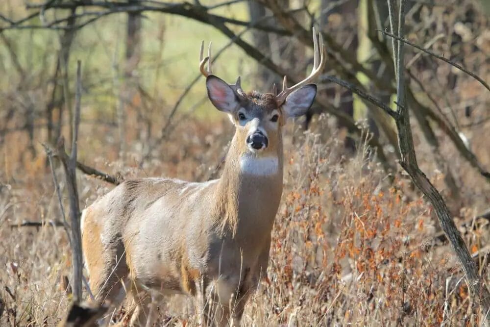 How to Make a Deer Scrape? • Support Wild