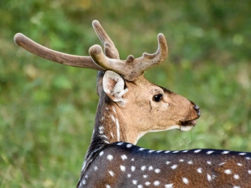 Male Deer Have Antlers