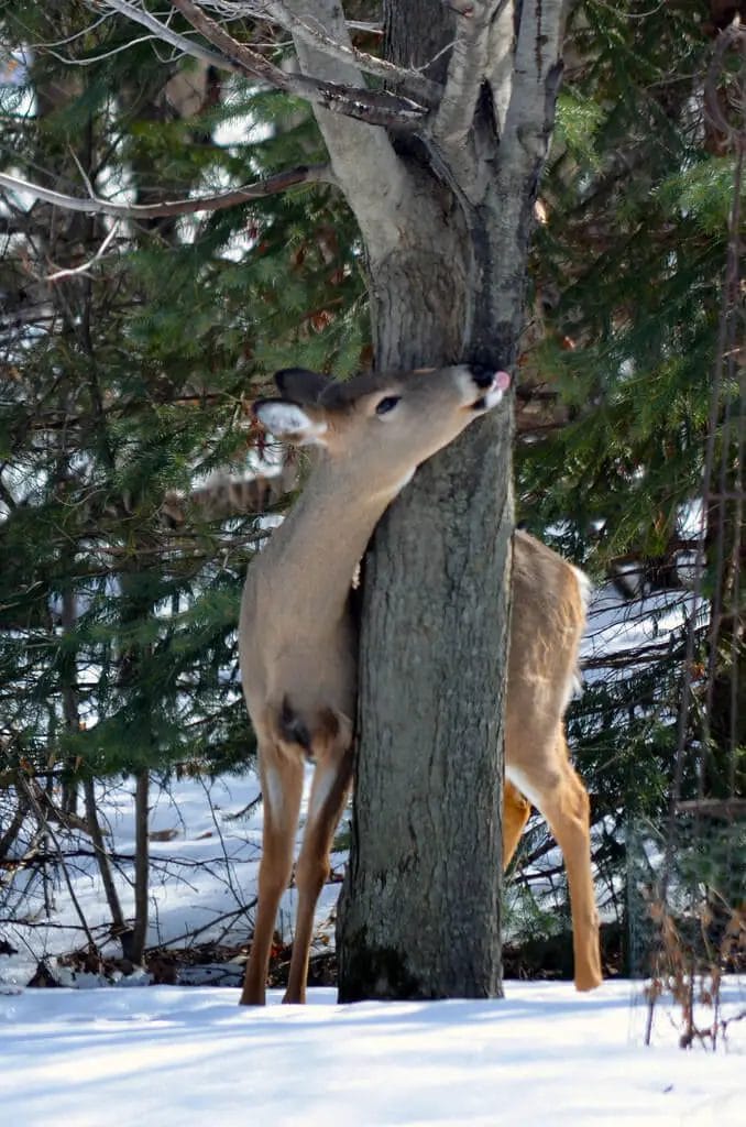 Deer licking syrup on Maple tree
