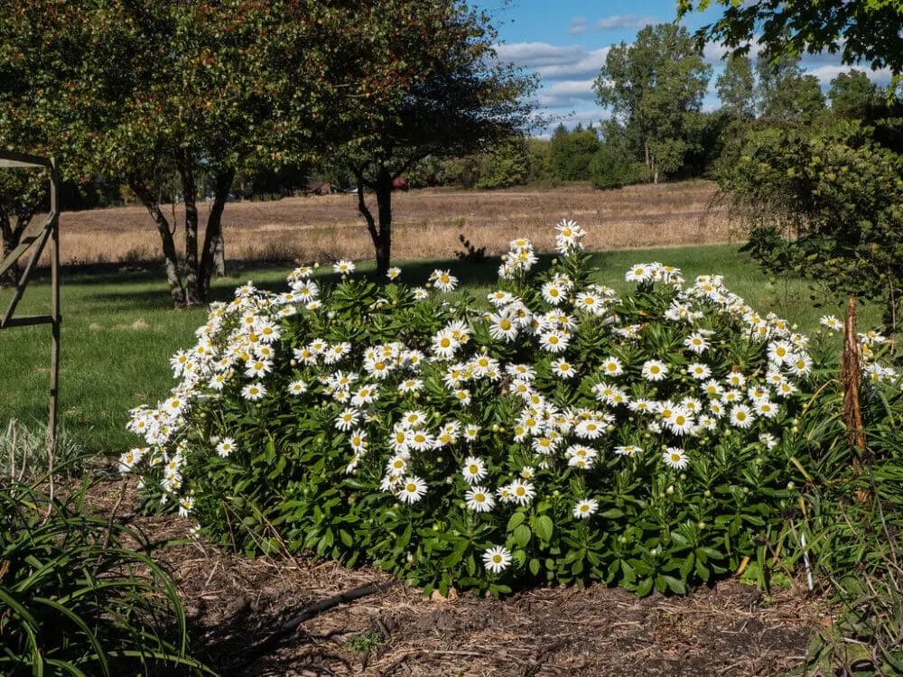 Are Montauk Daisies Deer Resistant? • Support Wild