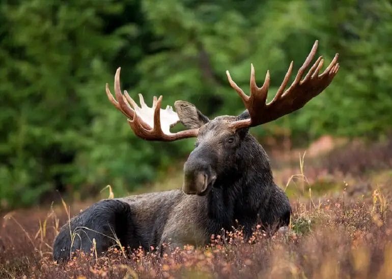 How a moose looks like