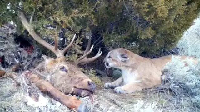 Mountain Lion vs Elk: What's Best?