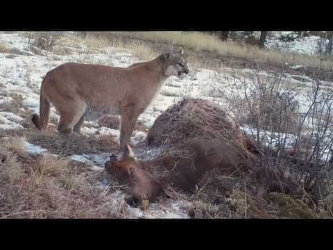 Mountain Lion vs Elk: What's Best?
