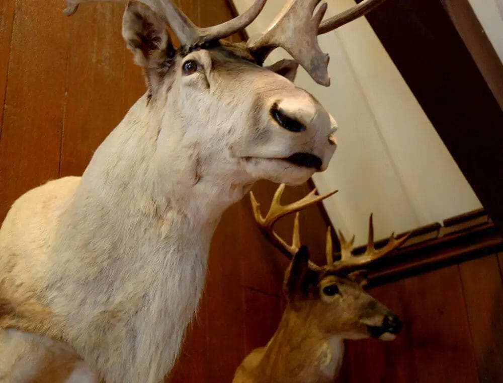 Mounting deer head on the wall