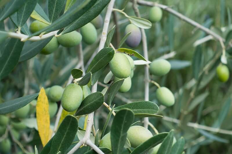 Olive tree are deer resistant