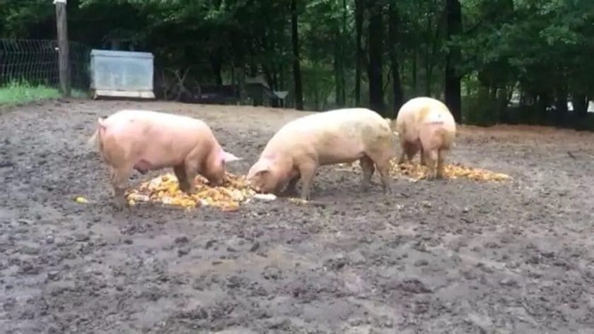 Pigs Eat Deer Corn