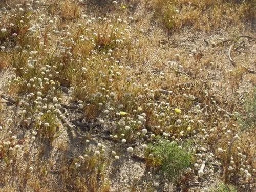 Pincushion Flowers are Deer Resistant