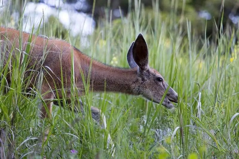 planting Switchgrass for deer
