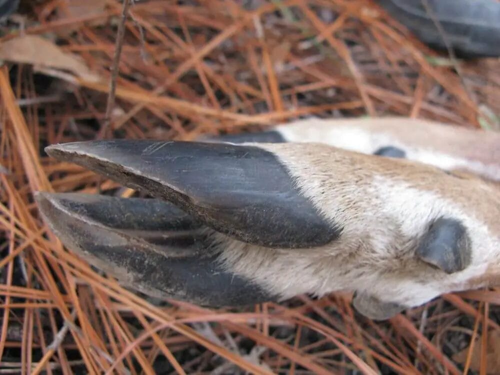 How to Preserve a Deer Hoof? • Support Wild