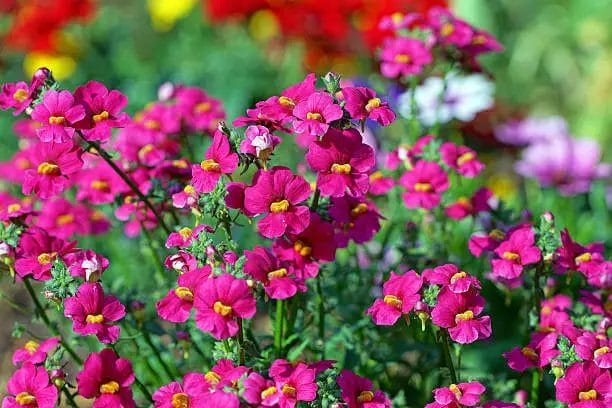Protect Nemesia from Deer Damage