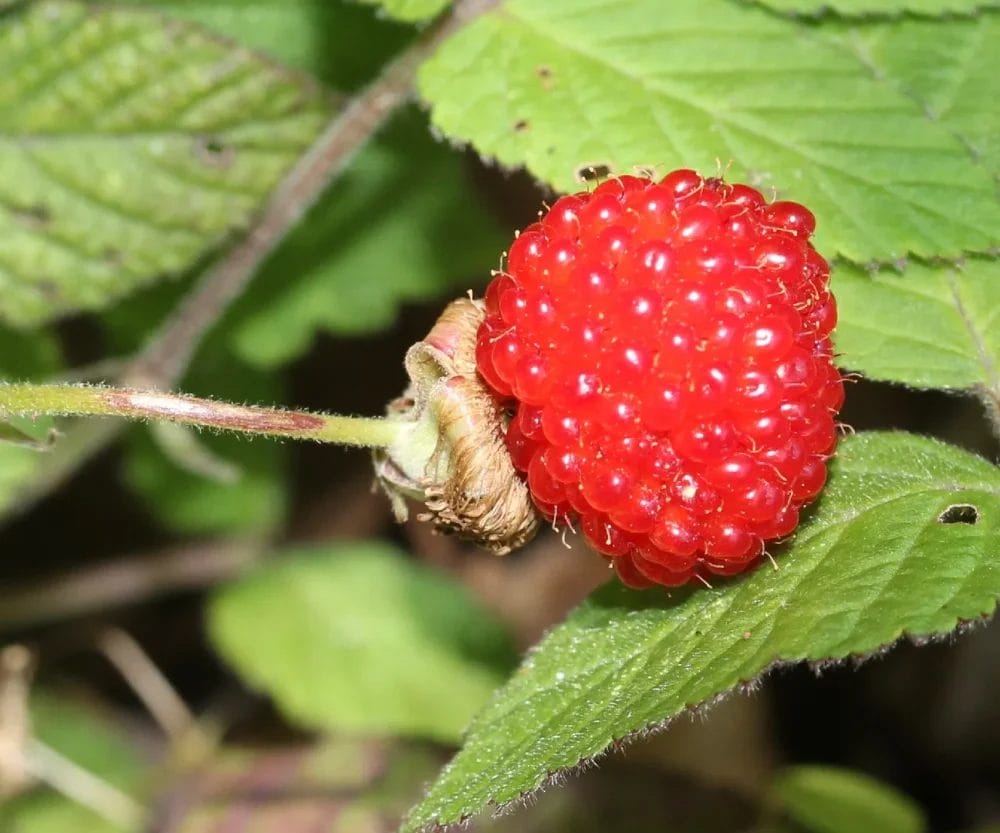 Are Raspberries Deer Resistant? • Support Wild