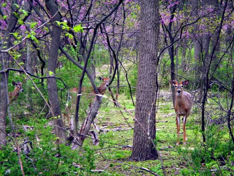 Removing Deer Affect the Tree Population