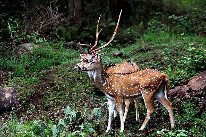 Removing Deer can Affect the Tree Population